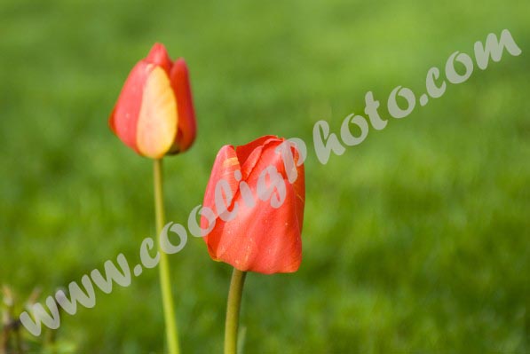 011 - Tulips in the Garden